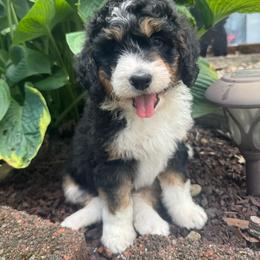 Purple collar - Tri-color female Bernedoodle puppy in Mc Henry, Maryland from TLC by the Lake Standard Poodle and Doodles