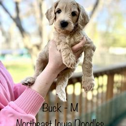 Buck - Cream male Goldendoodle puppy in Cedar Falls, Iowa from Northeast Iowa Doodles