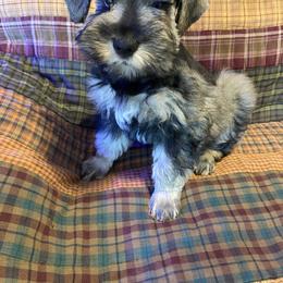 Lime Collar - Male - Black and silver male Miniature Schnauzer puppy in Robstown, Texas from Alves Miniature Schnauzers