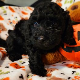 Maltipoo Puppies from Awwws-n-Pawws
