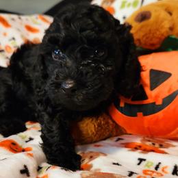Maltipoo Puppies from Awwws-n-Pawws