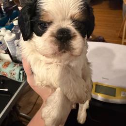 Rabbit - Black white and tan male English Toy Spaniel puppy in Pennsylvania from Enchanting Charlies