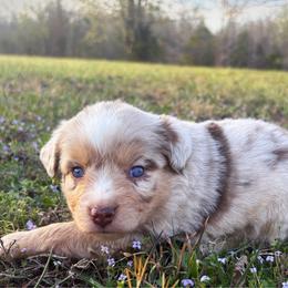 Blair - Red merle female Miniature American Shepherd puppy in Smithville, Arkansas from Cooper Creek Aussies