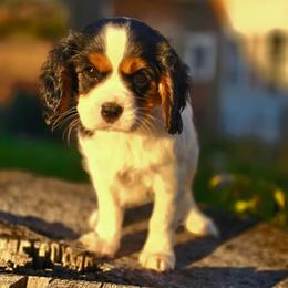Hope - Tri-color female Cavalier King Charles Spaniel puppy in Watsontown, Pennsylvania from Huntsman Cavaliers