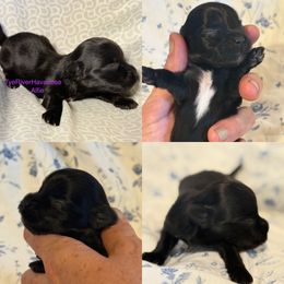 Alfie - Black and white male Havanese puppy in Lovingston, Virginia from Tye River Havanese