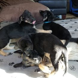 German Shepherd Puppies from Sevilla German Shepherds