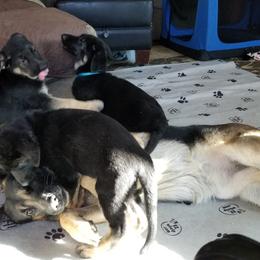 German Shepherd Puppies from Sevilla German Shepherds