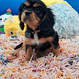 Lady - Black and tan female Cavalier King Charles Spaniel puppy in Longview, Texas from Casanova Cavalier King Charles Spaniels