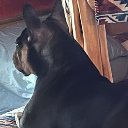 French Bulldogs from Calamity Jane French Bulldogs