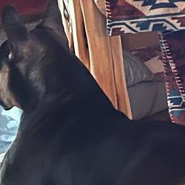 French Bulldogs from Calamity Jane French Bulldogs
