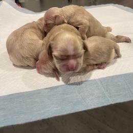Purple - Buff female Cocker Spaniel puppy in Corcoran, California from Finest cocker spaniel