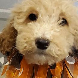 Girl 6 - Cream Goldendoodle puppy in Schertz, Texas from Kat's Teddydoodles