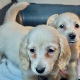2 Little Hoss - Cream male Dachshund puppy in Visalia, California from DachGraston Dachshunds