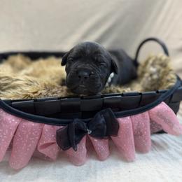 Winifred - Black female Cane Corso puppy in Russellville, Missouri from Soaring Royalty Canines LLC