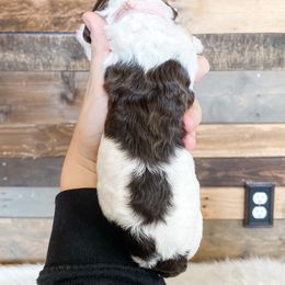 Poodle Puppies from LeBaron Standard Poodles