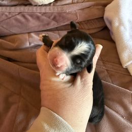 Ham - Black tri male Miniature Australian Shepherd puppy in Gatesville, Texas from Southern Promise Aussie’s