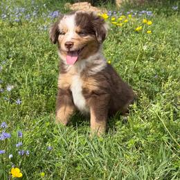 Klaus - Red merle male Toy Australian Shepherd puppy in Bogata, Texas from Maple Creek Run