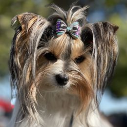 Capri - Biewer Terrier