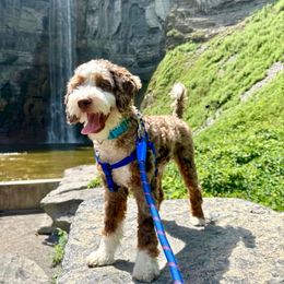 Becker - Bernedoodle