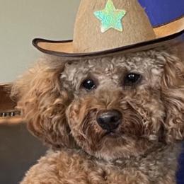 Buddy - Poodle