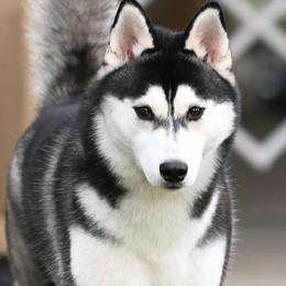 Secret - Siberian Husky