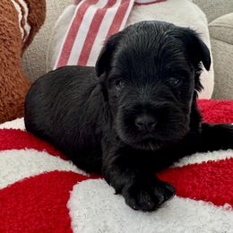 Girl 3 - Black female Miniature Schnauzer puppy in Independence, Missouri from Crown Schnauzers KC