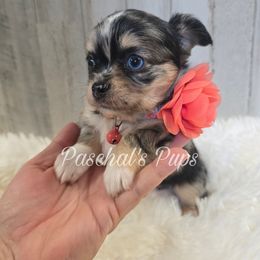 Acorn - Merle female Chihuahua puppy in Bowdon, Georgia from Paschal's Pups