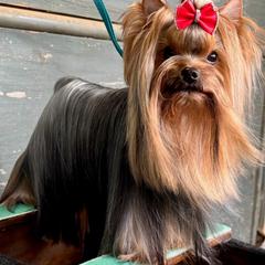 Legend - Yorkshire Terrier