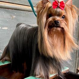 Legend - Yorkshire Terrier