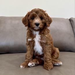 Blueberry boy - Red  male Goldendoodle puppy in Rio Linda, California from Plush Doodles