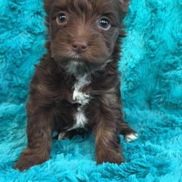 Dove (White) - Chocolate, tan and white female Yorkshire Terrier puppy in Parkersburg, West Virginia from Chocolate Diamonds in the RUFF