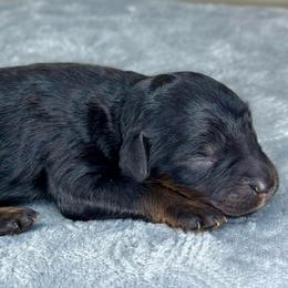 BPF3 - Black phantom female Aussiedoodle puppy in Prague, Oklahoma from Classic K9’s  Aussies & Doodles