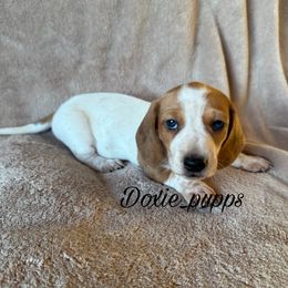 Jack - Dachshund puppy from Doxie_pupps