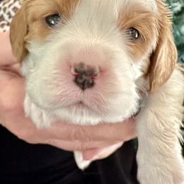 Cavalier King Charles Spaniel Puppies from Blessed Cavaliers