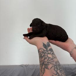 Cinnamon - Chocolate female Goldendoodle puppy in Mesa, Arizona from Schmidt’s Doxies N Doodles