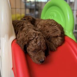 Cavapoo Puppies from Patriot Pups Cavapoos