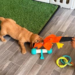 2 - Dark golden male Golden Retriever puppy in Smithfield, Utah from Golden Palms Puppies