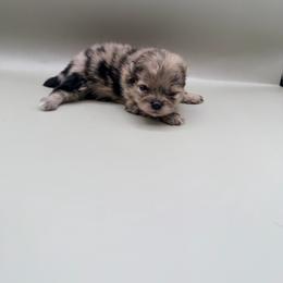 Andy - Blue merle male Pomeranian puppy in Brandon, Vermont from Poms All Day