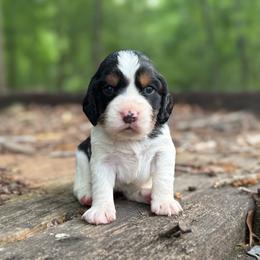 Beretta - Black white and tan female English Springer Spaniel puppy in Comer, Georgia from Stratton Spaniels