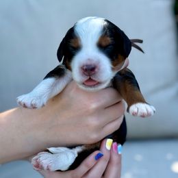 Tortellini - Tri-color male Bernedoodle puppy in Murray, Utah from Sun Valley Doodles