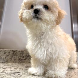 Shichon All Grown Up from Nona's Shichons