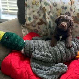 Blue Girl - Brown female Chesapeake Bay Retriever puppy in Riverview, Florida from Breezeswept Kennel