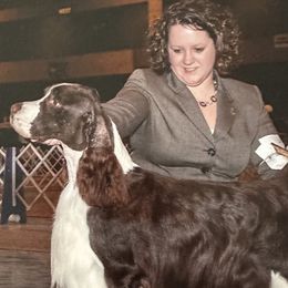 Aydan - English Springer Spaniel