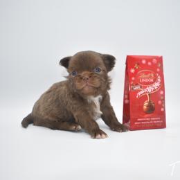 Tinsel - TINY - Chocolate female Chihuahua puppy in Bulls Gap, Tennessee from Smokey Mountain Chihuahuas