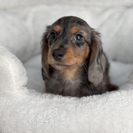 Dachshund Puppies from Dash of Love