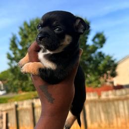 Max - Black and tan male Chihuahua puppy in Charlotte, North Carolina from Lawinski’s Chihuahua World