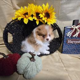 Winding - Orange parti female Pomeranian puppy in Ontario, Oregon from S'more Pomeranians