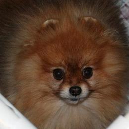 Pomeranians from Kegler Pomeranians