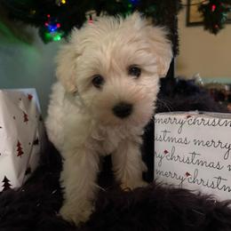 Girl 1 - White female Miniature Schnauzer puppy in Oviedo, Florida from Tamed by Emmy (Emariella’s Miniature Schnauzers)