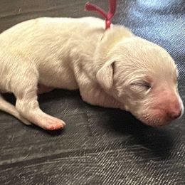 Kanga - White and black female Dalmatian puppy in Fort Cavasos, Texas from Mainstreet Dalmation